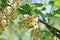 Bunches of yellow Currant at branch outdoors