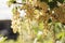 Bunches of yellow currant on leaves