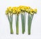 Bunches of yellow daffodils with green stem at white background. Seasonal springtime flower with beautiful petals. Top view