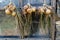 Bunches of yellow onions hanging and drying outside a rustic win