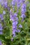 Bunchleaf penstemon