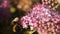 Bundle of 8 slow motion macro footage of bumblebee on beautiful pink flower
