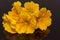 Bundle of beautiful spring flowers of yellow primula on black background