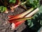 Bundle of big, fresh, ripe fleshy, edible stalks of rhubarb harvested from garden on the ground next to a rhubarb plant growin