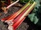 Bundle of big, fresh, ripe  fleshy, edible stalks of rhubarb harvested from garden on the ground next to a rhubarb plant growing