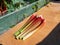 Bundle of big, fresh, ripe  fleshy, edible stalks of rhubarb harvested from garden on the ground next to a rhubarb plant growing