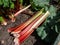 Bundle of big, fresh, ripe  fleshy, edible stalks of rhubarb harvested from garden on the ground next to a rhubarb plant growing