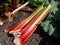 Bundle of big, fresh, ripe  fleshy, edible stalks of rhubarb harvested from garden on the ground next to a rhubarb plant growing