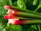 Bundle of big, fresh, ripe  fleshy, edible stalks of rhubarb harvested from garden placed on green leaves