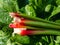 Bundle of big, fresh, ripe  fleshy, edible stalks of rhubarb harvested from garden placed on green leaves