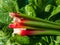 Bundle of big, fresh, ripe  fleshy, edible stalks of rhubarb harvested from garden placed on green leaves