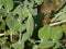 Bundle of big, fresh, ripe  fleshy, edible stalks of rhubarb harvested from garden placed on green leaves