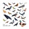 Bundle of city and wild forest birds drawn in modern geometric flat style, side view. Set of colorful cartoon avians or