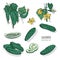 Bundle of detailed drawing of whole and cut cucumbers. Tasty fresh ripe juicy vegetable, delicious vegetarian or vegan