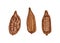 Bundle of detailed drawings of whole and cut ripe pods or fruits of tropical cocoa tree with beans isolated on white