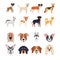 Bundle of dog breeds group