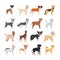 Bundle of dog breeds group