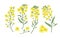 Bundle of elegant botanical drawings of blooming rapeseed, canola or mustard flowers. Set of crop or cultivated plant