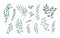 Bundle of elegant detailed drawings of various eucalyptus branches with green leaves. Set of hand drawn natural