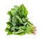 bundle of fresh green spinach herb cutout on white