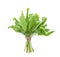 Bundle of fresh sorrel on white background