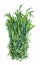 bundle of fresh tarragon (estragon) cutout