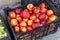 A bundle of Freshly Picked Nectarines