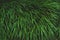 Bundle of green grass close up, evergreen vegetation, colorful vibrant botanical background