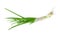 Bundle of a green onion on a light background