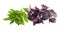 Bundle of green and purple basil on a light background