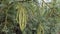 A bundle of green unripe edible mesquite bean pods on a Honey Mesquite Tree in the Mojave Desert