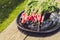 Bundle healthy radish in a black bowl/bundle healthy radish in a black bowl on a wooden white background, top view