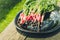 bundle healthy radish in a garden/bundle healthy radish in a black bowl on a wooden white background