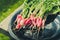 Bundle healthy radish in a garden/radish in a black bowl on a bench in a garden. Top view