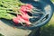 bundle healthy radish/ radish in a black bowl on a white bench in a garden, close up