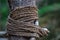 A bundle of jute rope ties bamboo support