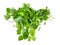 Bundle of lemon balm plant cutout