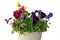 Bundle of pansies on isolating background