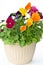 Bundle of pansies on isolating background