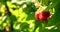 Bundle of raspberry hang on bush and man gather