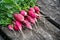 Bundle of red radish on gray wooden background