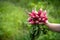 Bundle of red radish in hand