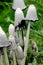 A bundle of shaggy ink caps