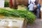 Bundle spring green queue onions at the Port Louis market in Mauritius