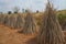 Bundle of stems of cassava or Manihot esculenta in Cambodia