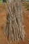 Bundle of stems of cassava or Manihot esculenta in Cambodia