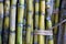 Bundle of sugarcane plant just harvested