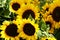 bundle of sunflowers, Helianthus annuus