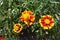 Bundle of three red and yellow flowers of Tagetes patula
