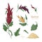 Bundle of various quinoa flowering plants and seeds hand drawn on white background. Collection of gorgeous cultivated